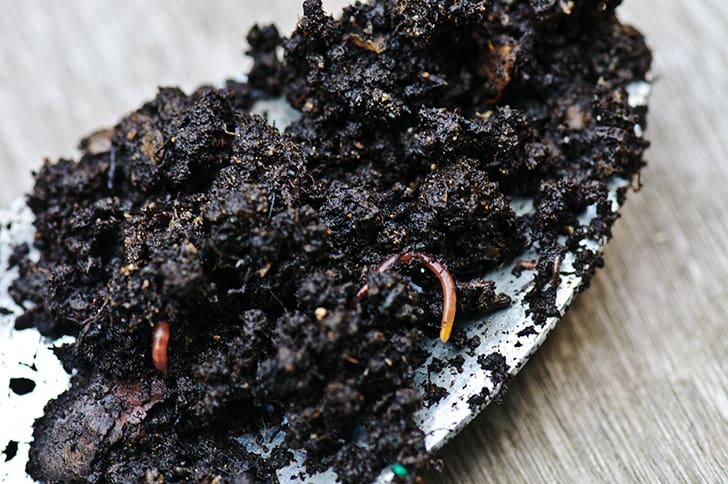 Rich compost is perfect for seed starting indoors