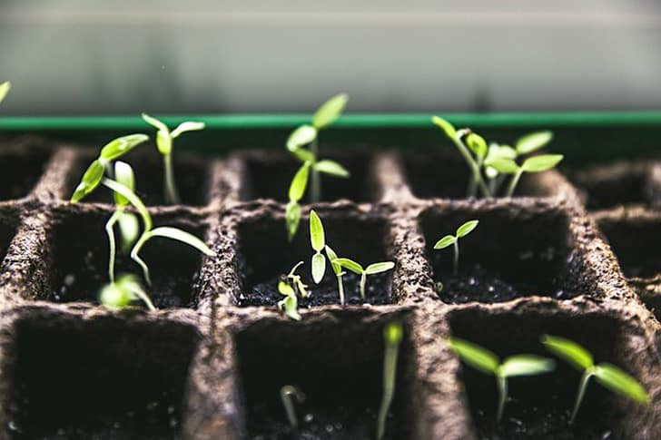 how to start seeds indoors