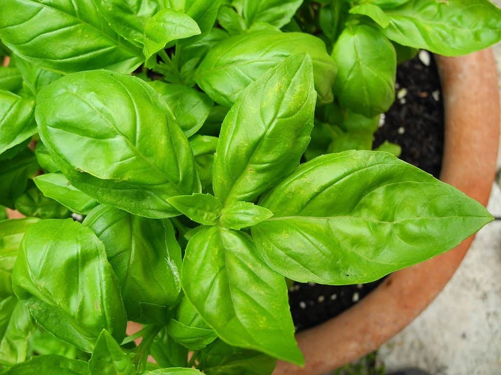 grow basil indoors