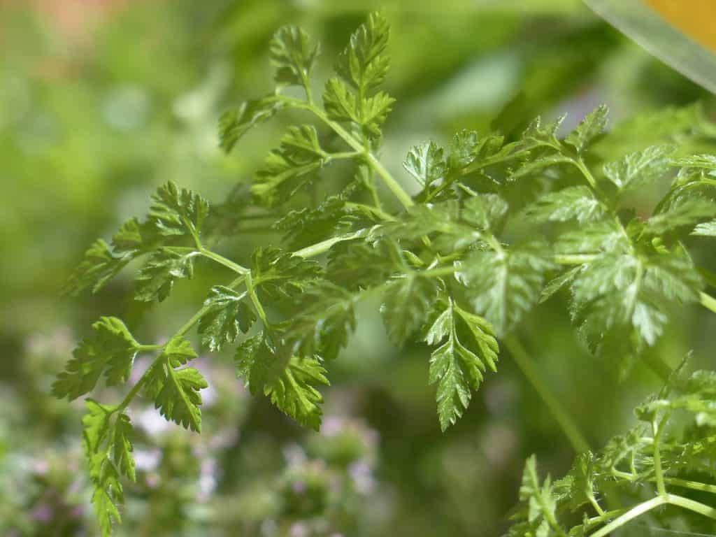 grow chervil indoors