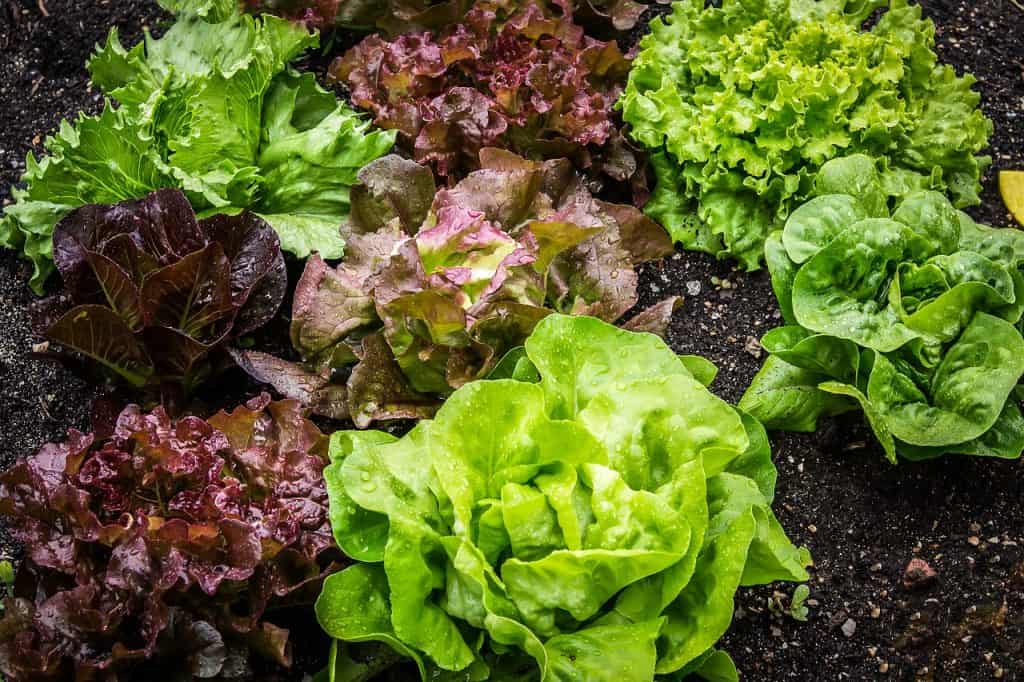 grow lettuce indoors