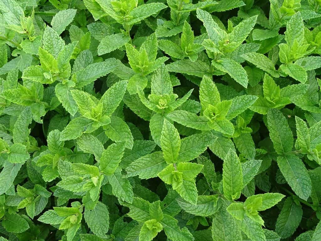 grow mint indoors