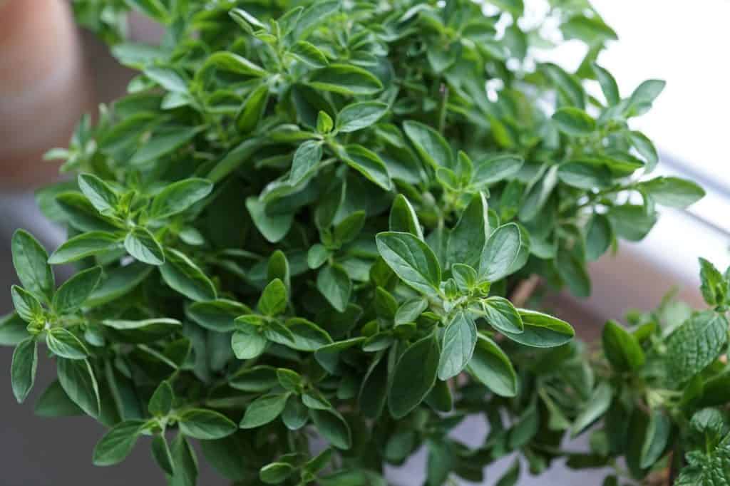 grow oregano indoors