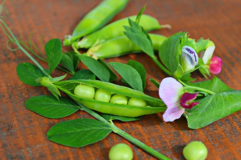 grow peas indoors