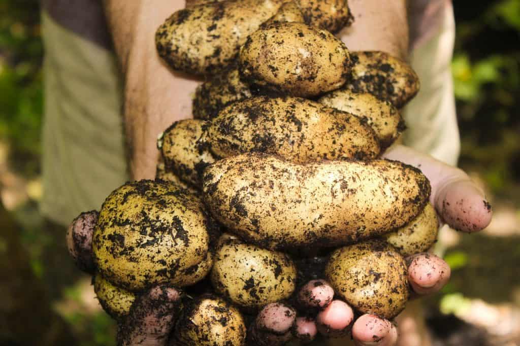 grow potatoes indoors