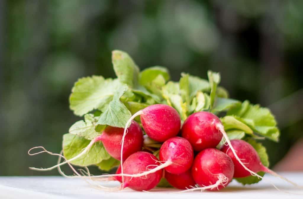 grow radishes indoors