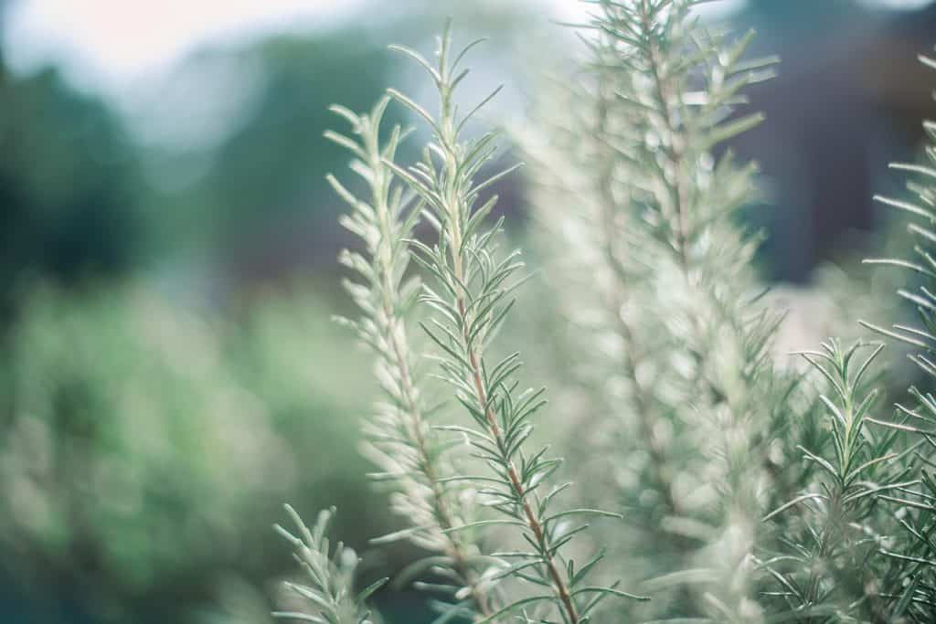 grow rosemary indoors