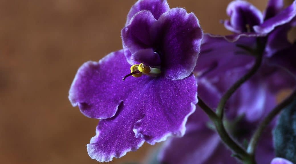 best soilless potting mix for African Violets