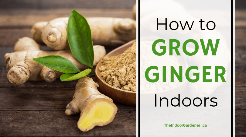 grow ginger indoors