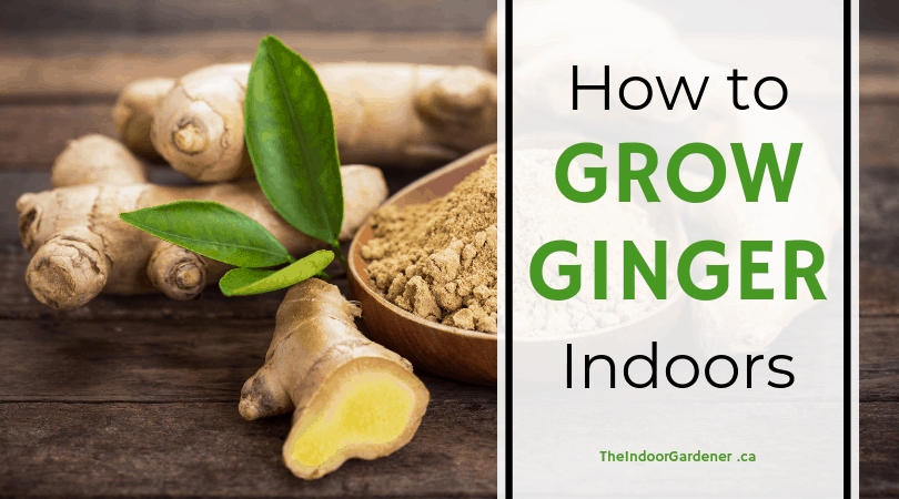 How To Grow Ginger Indoors The Indoor Gardener