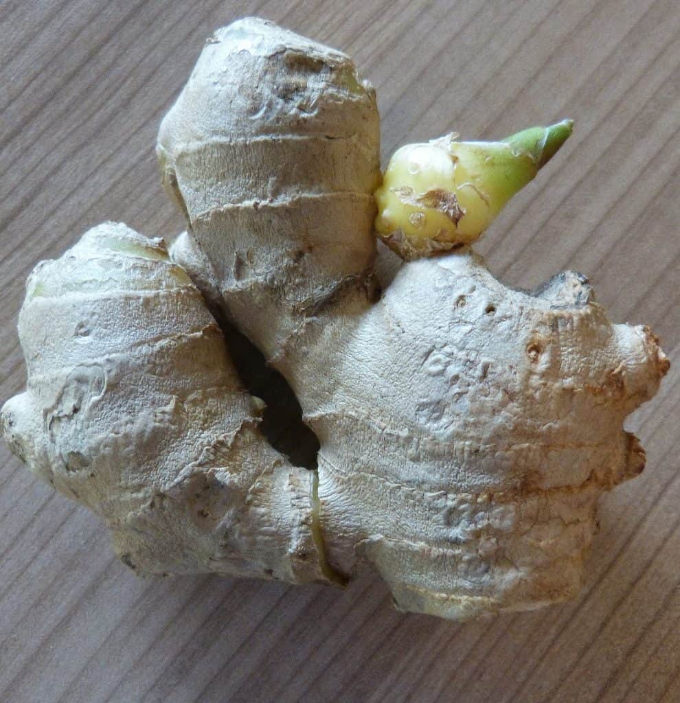 how to grow ginger