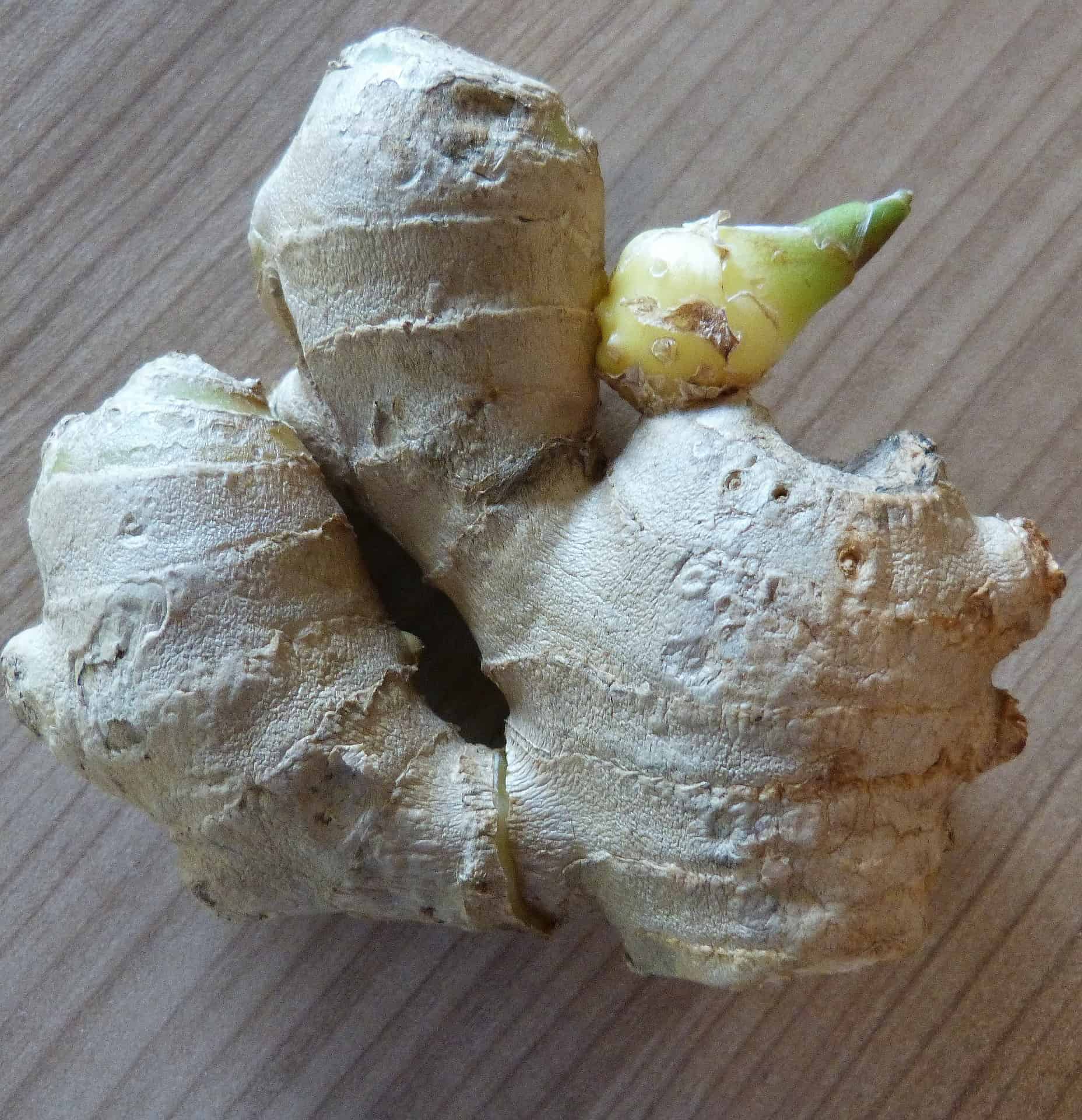 How To Grow Ginger Indoors The Indoor Gardener