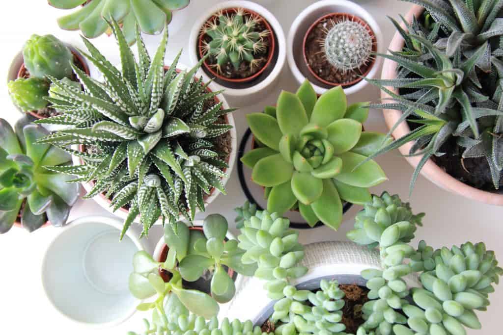 grow succulent plants indoors