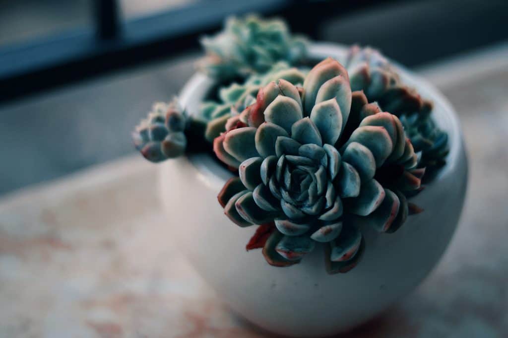 indoor succulent garden