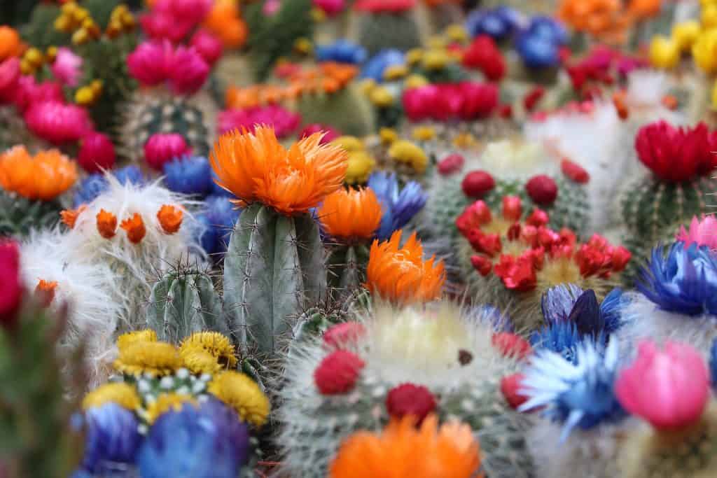 flowering cactus