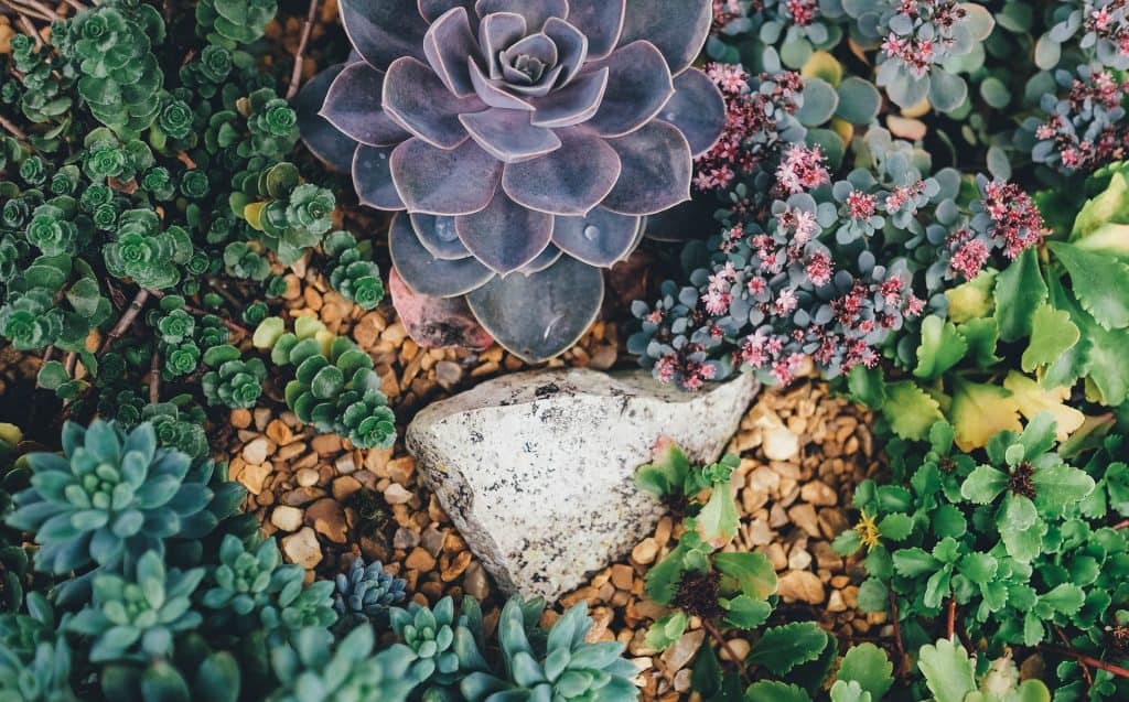 flowering succulents