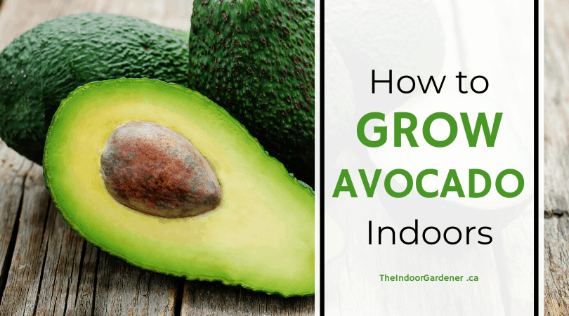 grow avocado indoors